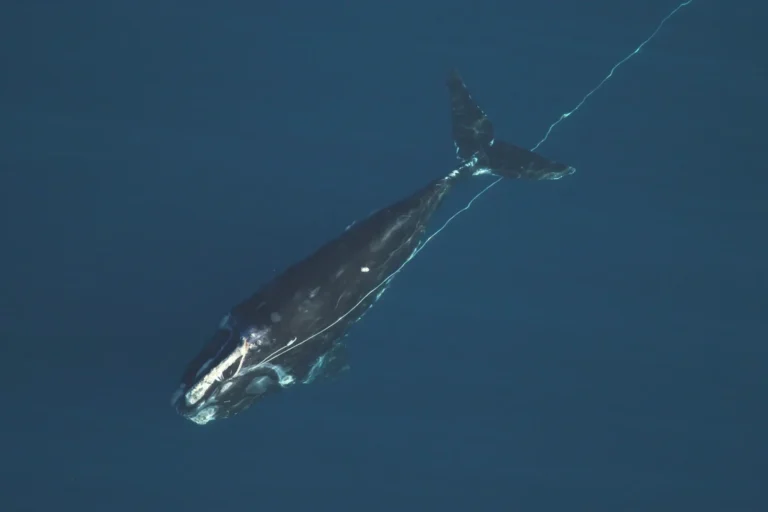 Para salvar baleias, socorristas de México e EUA arriscam a própria vida