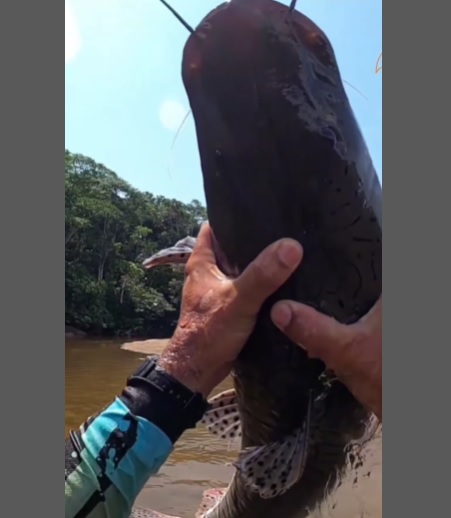 Peixe dorme? Comportamento do animal surpreende pescador em Rondônia