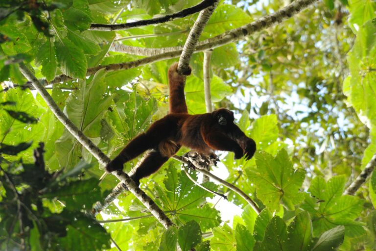 Peru celebra 50 anos da redescoberta de macaco misterioso dos Andes