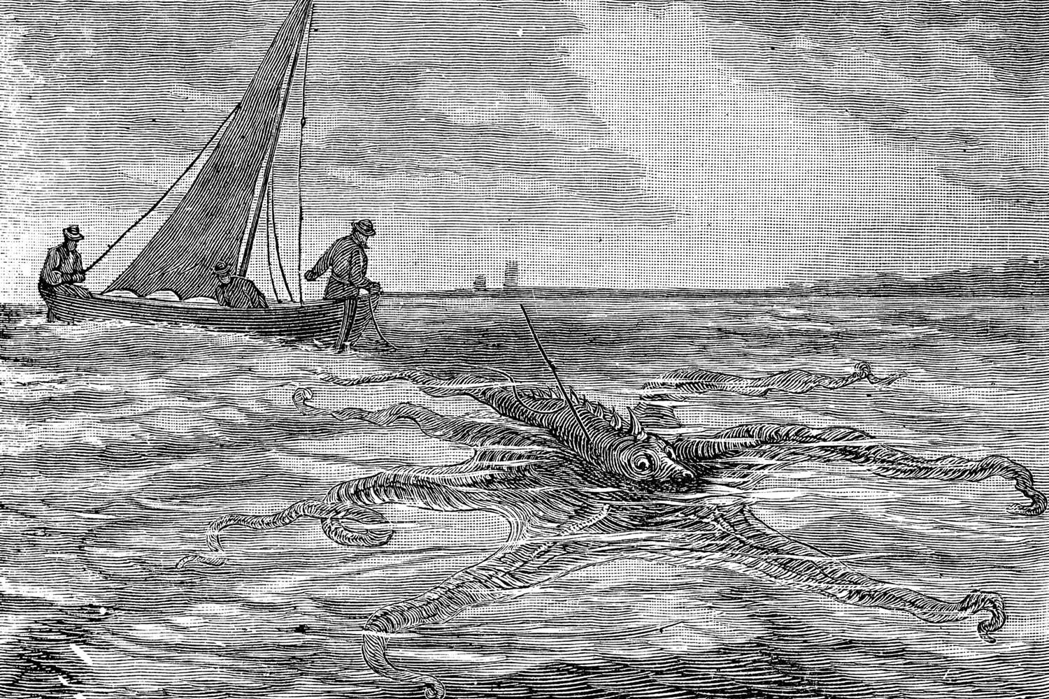 Polvo-gigante-do-pacífico: de inimigo a incrível habitante das águas