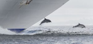 Por que os golfinhos costumam nadar na frente dos barcos?