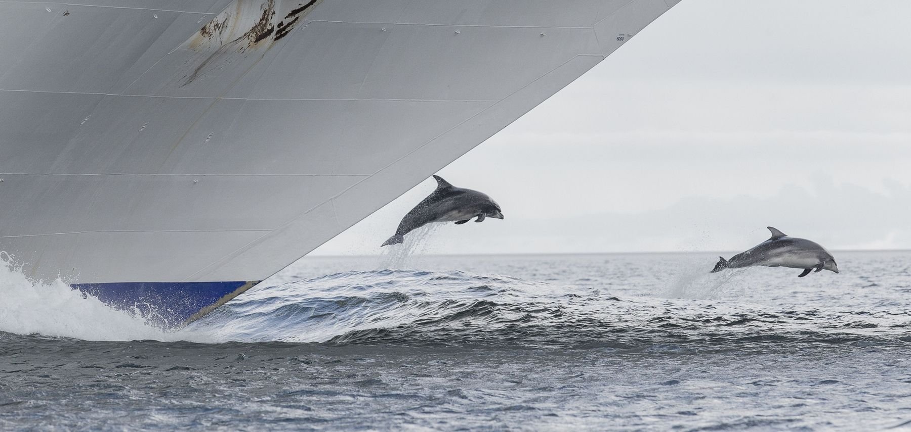 Por que os golfinhos costumam nadar na frente dos barcos?