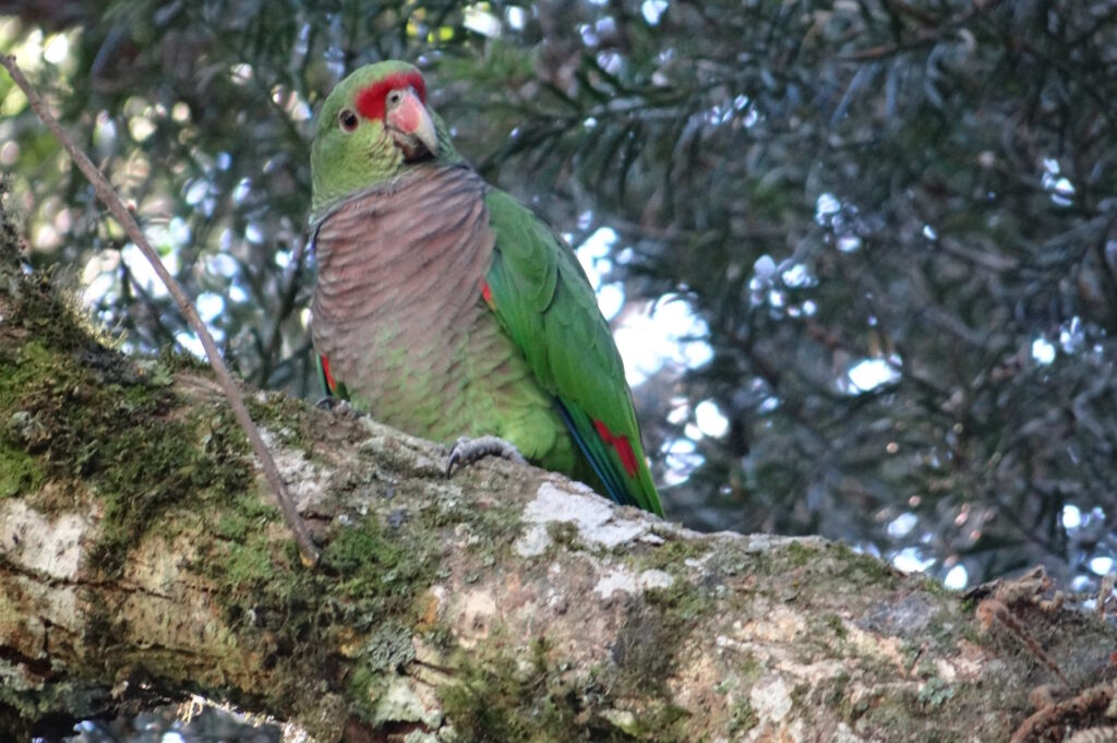 Projeto de conservação do papagaio-de-peito-roxo ganha novo mini documentário