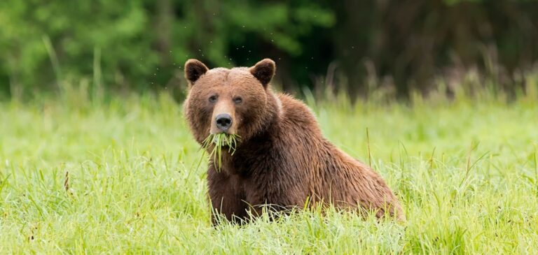 Qual é o maior urso do planeta?