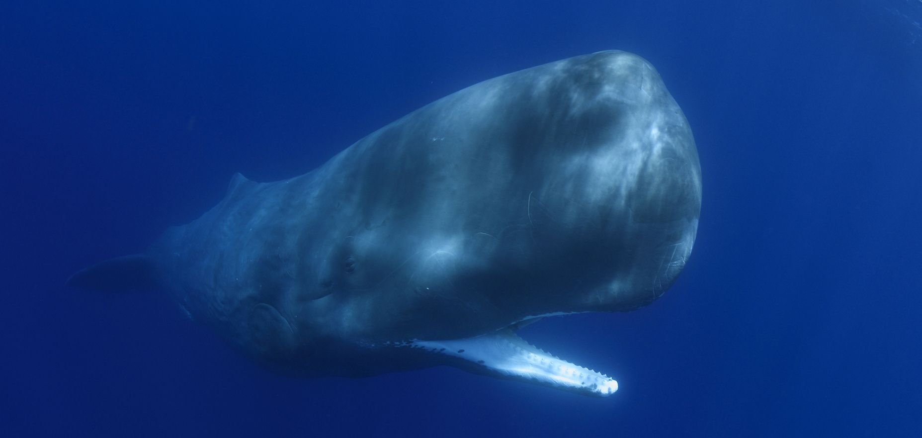 Qual espécie de animal tem o maior cérebro já registrado?