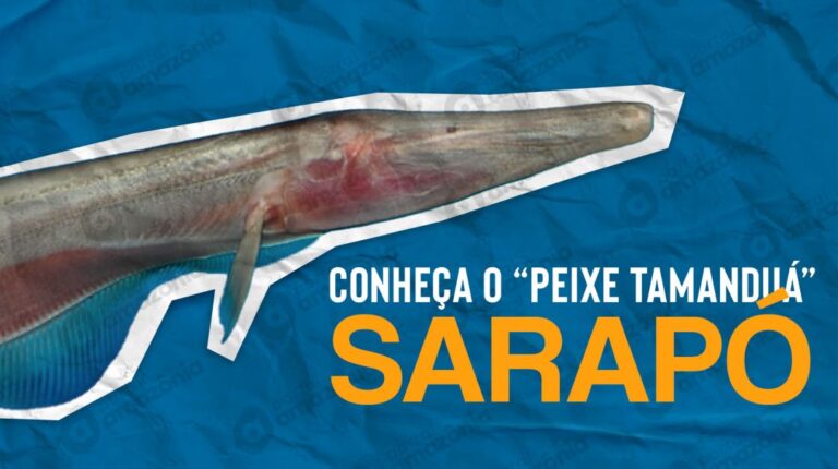 Sarapó, o peixe que possui um "focinho" que lembra o tamanduá