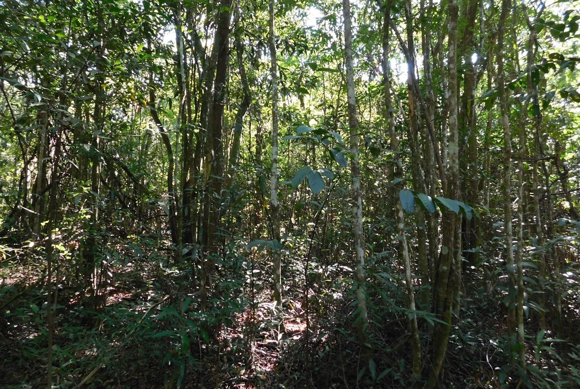 Sem manejo adequado, Cerrado se descaracteriza e área fica menos resiliente às mudanças no clima