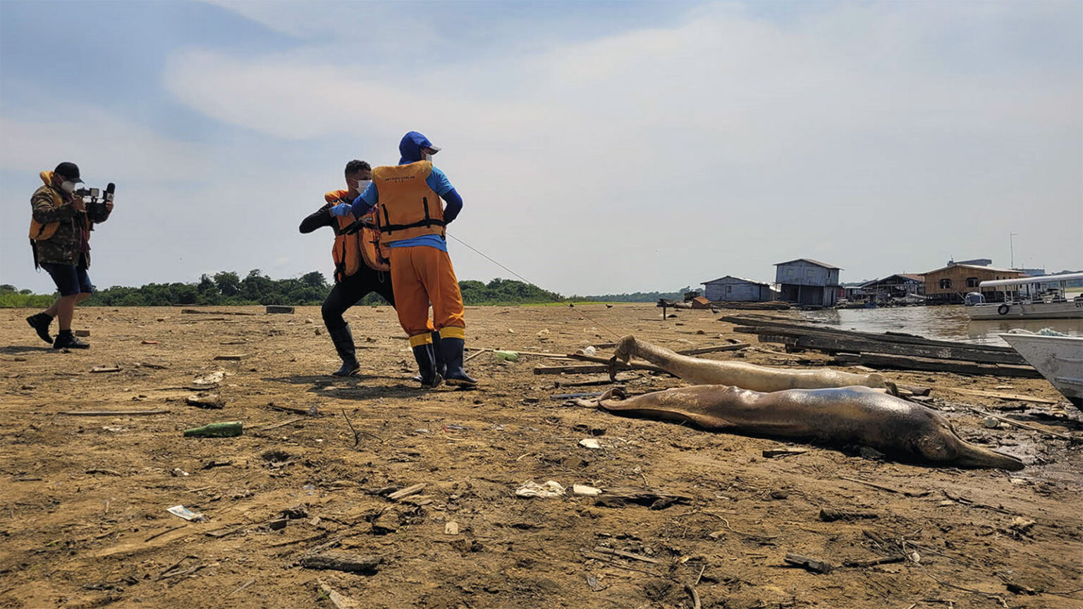 The collapse of the Amazon river dolphins