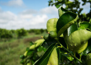 Amazônia recebe primeira recomendação de porta-enxertos de limão