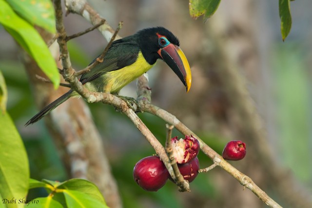 Amor na Floresta Amazônica: 5 animais que ensinam lições da natureza para o Dia dos Namorados