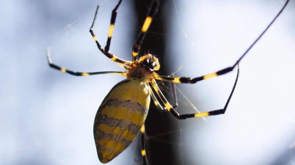 Aranha-joro: o aracnídeo gigante asiático que invadiu os EUA