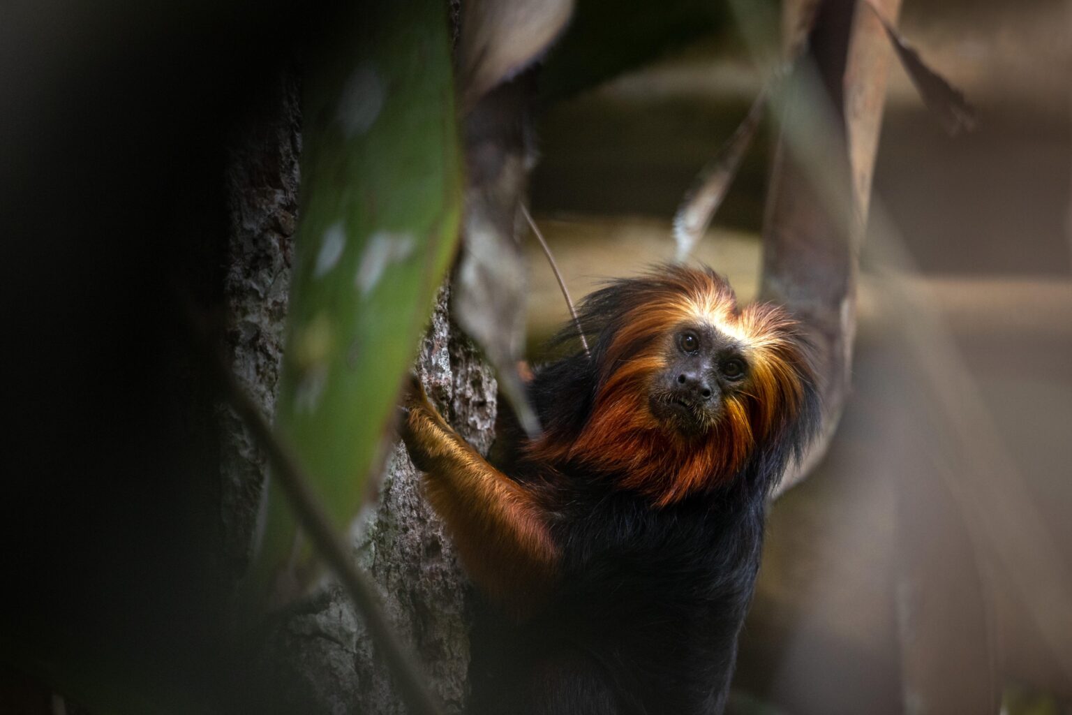 Como o cacau agroecológico pode salvar um mico-leão ameaçado no sul da Bahia