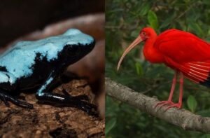 Conheça 6 animais amazônicos nas cores dos bois do Festival Folclórico de Parintins