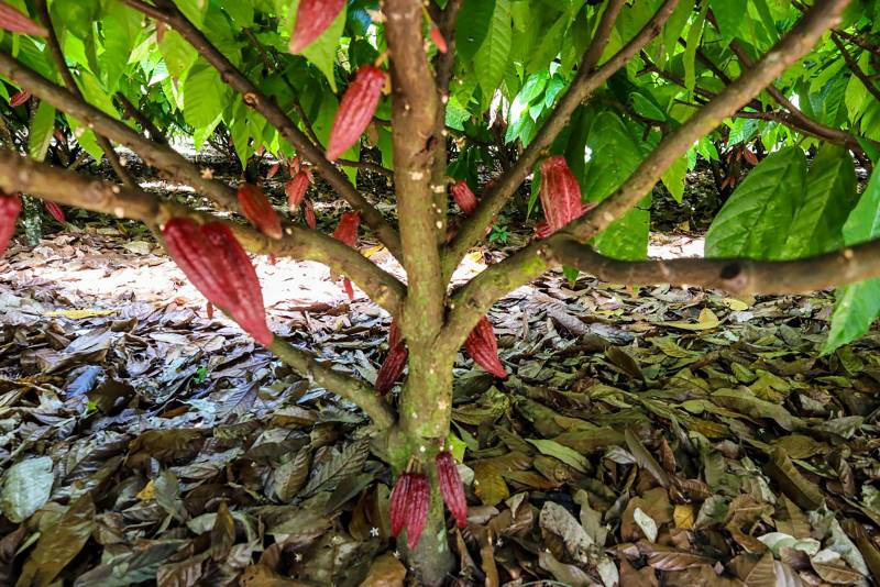 Decreto protege território paraense da entrada de praga devastadora do cacau e cupuaçu