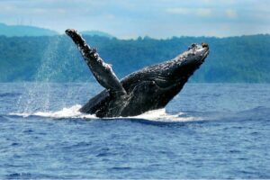 Elas chegaram: temporada de baleias-jubarte na costa brasileira