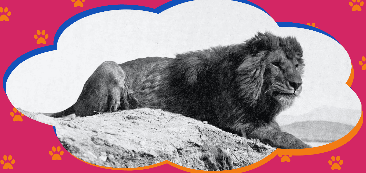 “Esse bicho é animal!” 5 fatos sobre o leão-do-atlas, o maior leão que já existiu