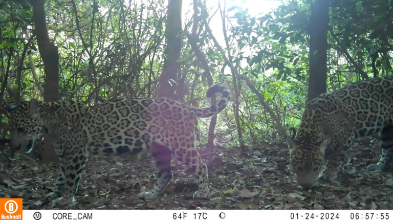 Filhote de onça-pintada é registrado no Parque Nacional do Iguaçu