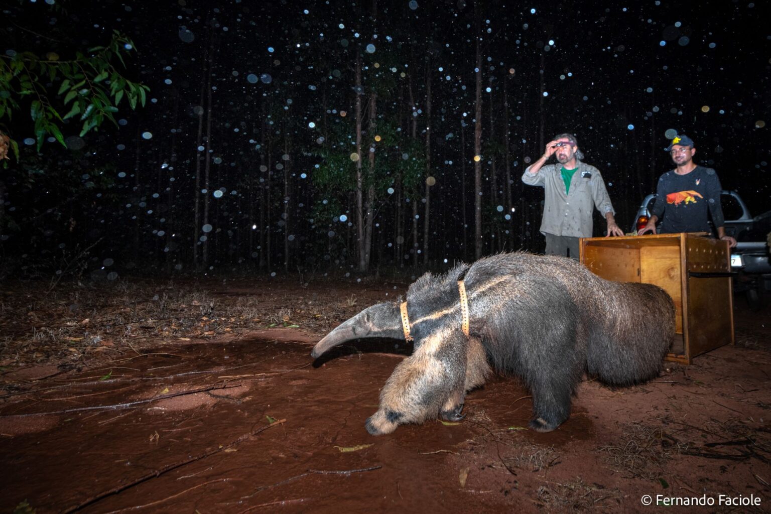 Fotógrafo brasileiro ganha prêmio internacional com foto de soltura de tamanduá-bandeira