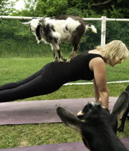 “Goat yoga”: a prática que combina postura física, respiração e… cabras!