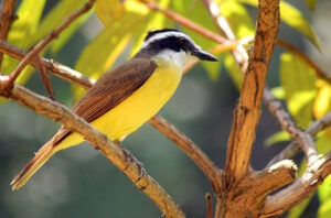 Grupo da Unesp investiga como cidadãos percebem a biodiversidade urbana