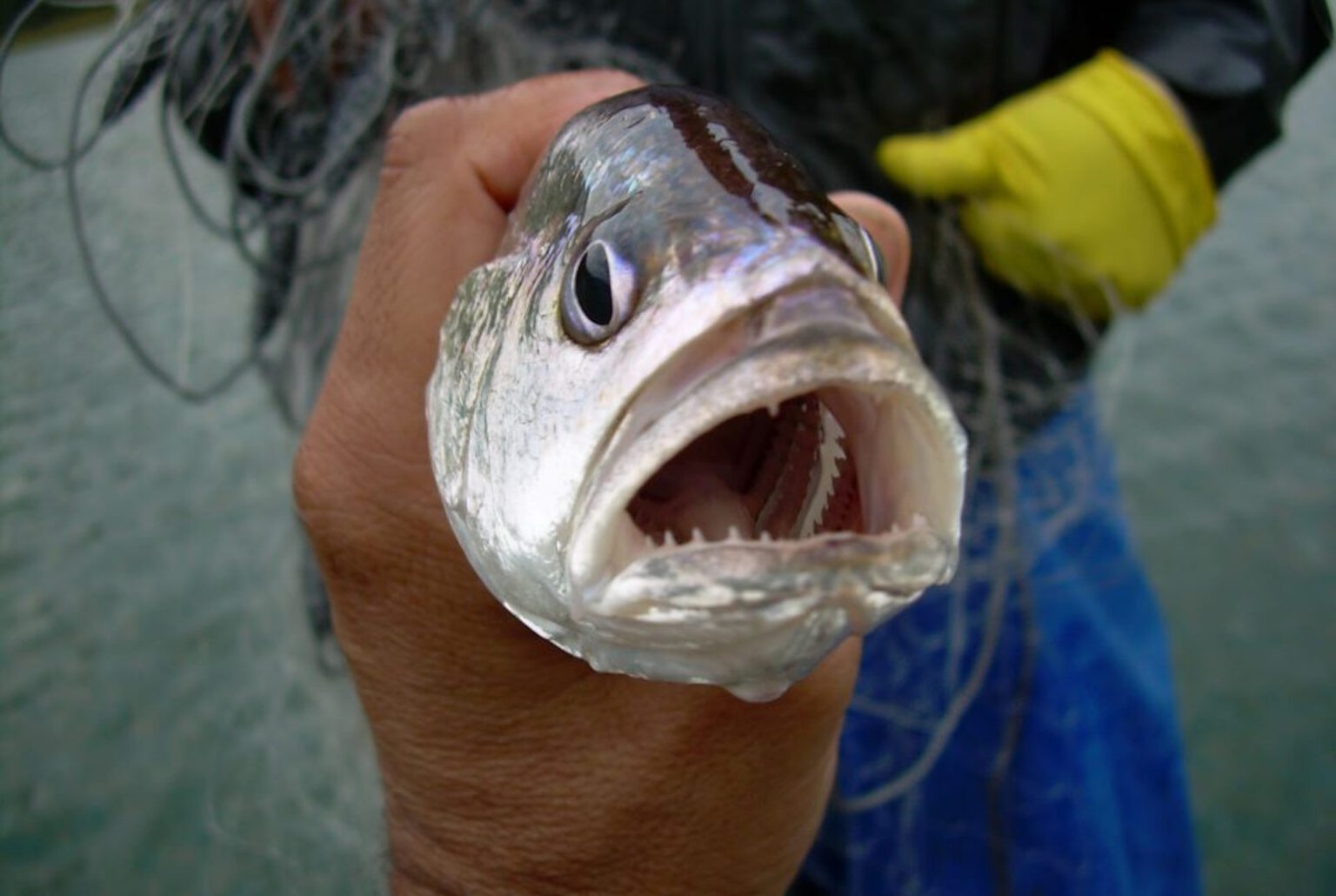Introdução de peixe amazônico em reservatório paulista diminuiu diversidade de espécies nativas