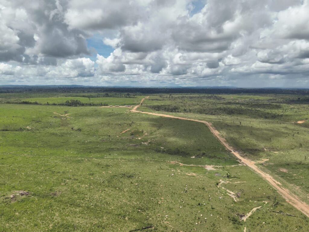 Justiça impede ICMBio de retirar ‘bois piratas’ de floresta protegida na Amazônia