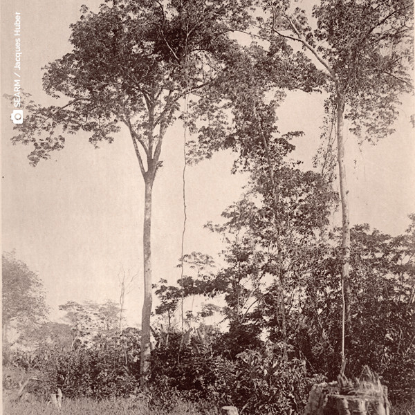 Legado do naturalista Jacques Huber na fotografia é apresentado em exposição no Pará