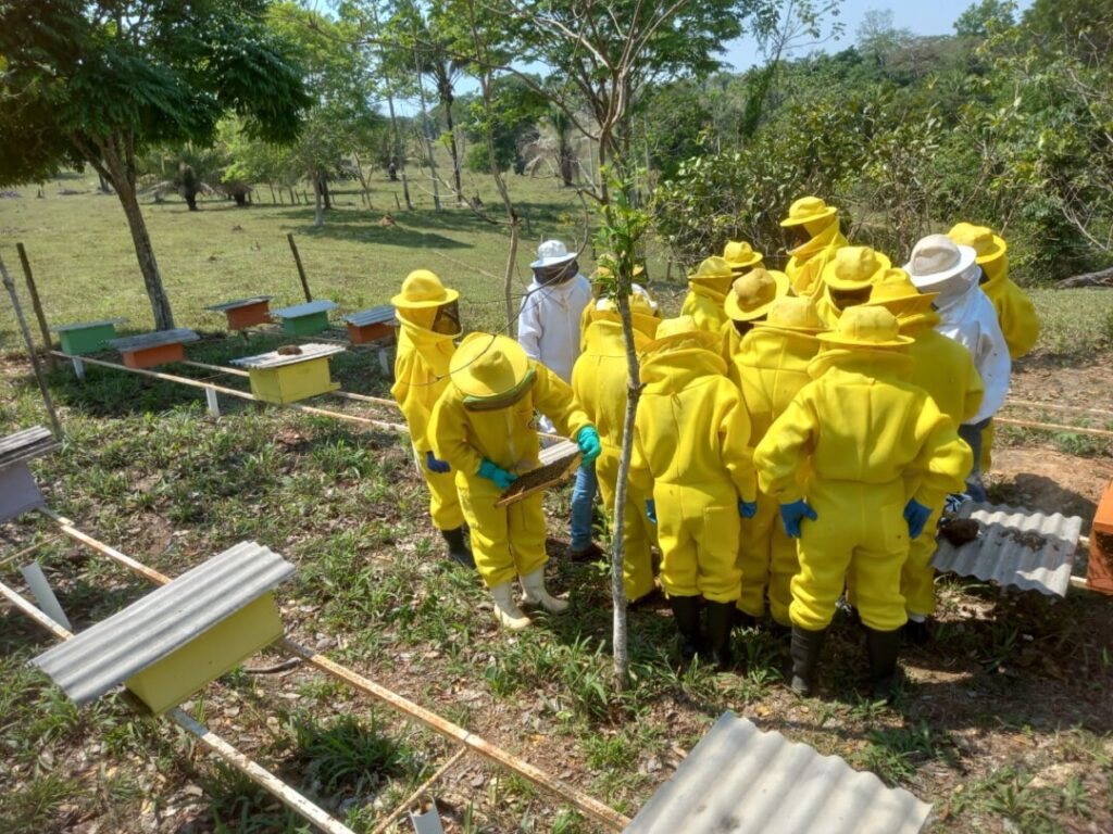 Lei que regulamenta criação de abelhas sem ferrão na área urbana de Porto Velho é sancionada