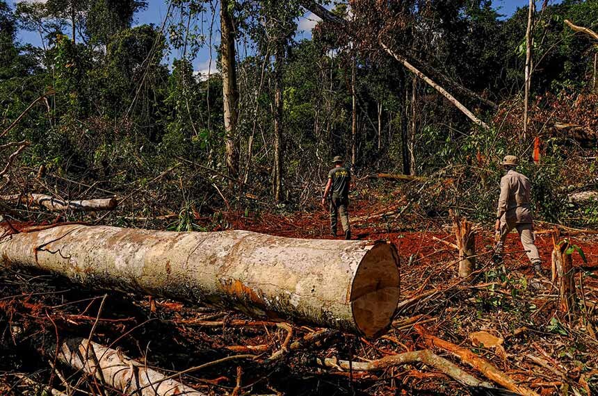 Ministério da Justiça lança edital para pesquisa sobre crimes ambientais e financeiros na Amazônia Legal