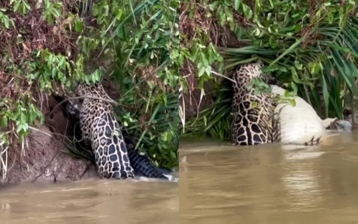 Onça vence jacaré durante caçada no Rio Cuiabá; assista