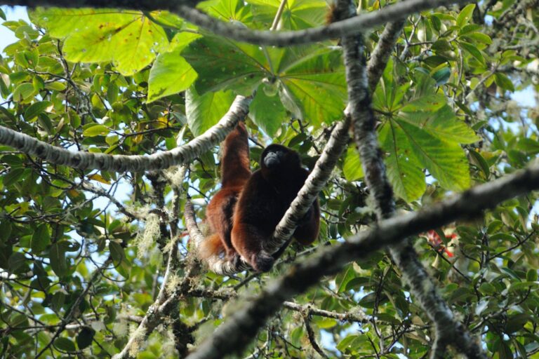 Peru aprova lei de proteção para macaco encontrado apenas nos Andes peruanos