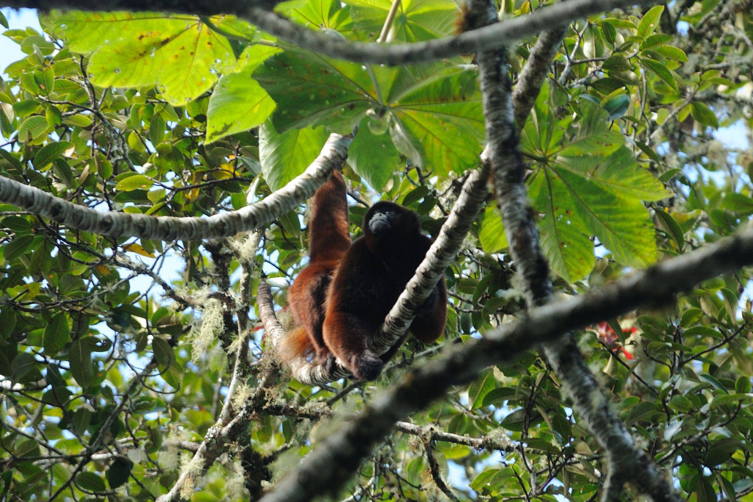 Peru aprova lei de proteção para macaco encontrado apenas nos Andes peruanos