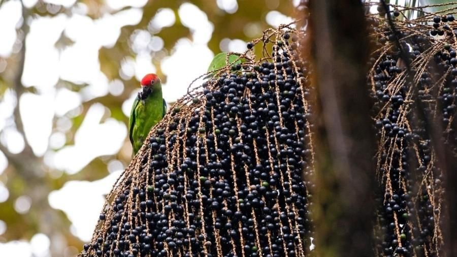 Portal Amazônia responde: existe mesmo diferença entre o açaí e a juçara?