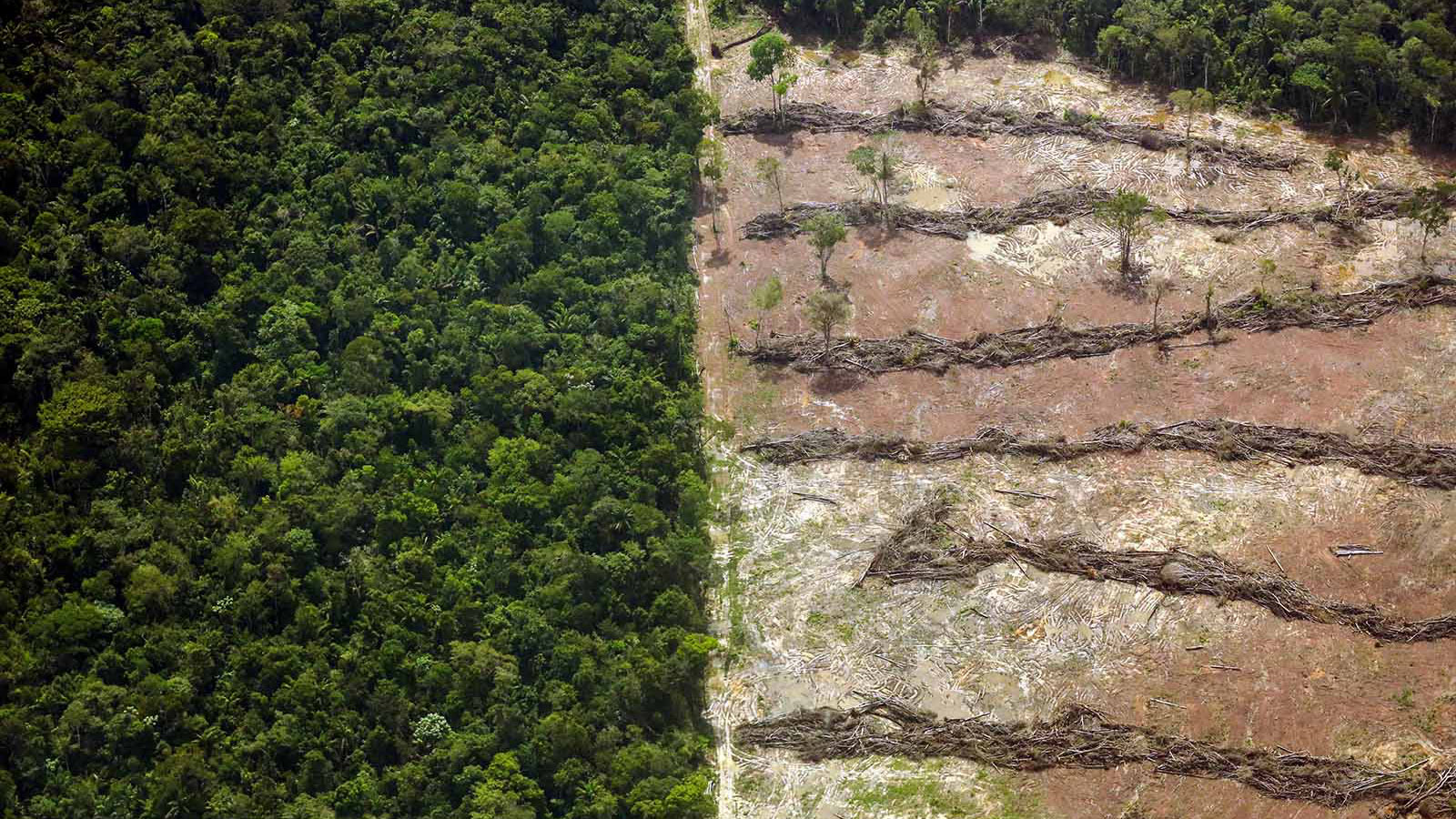 Quando a floresta amazônica era considerada senil