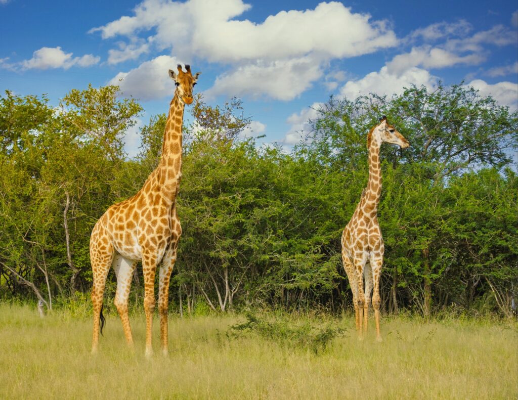 Quanto maior, melhor? Afinal, por que as girafas têm pescoços compridos?