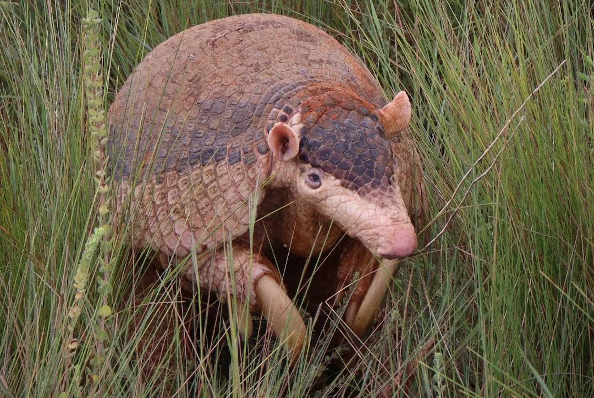 Tatu-canastra é fotografado durante o dia, em Minas Gerais