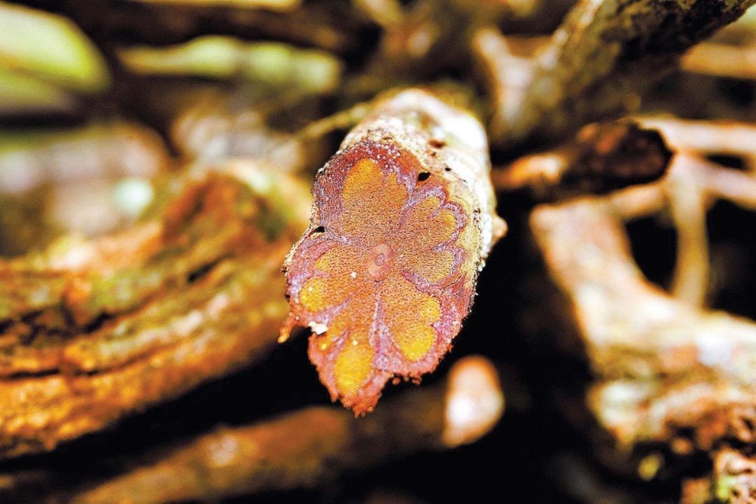 Visões interdisciplinares sobre ayahuasca são exploradas em coletânea