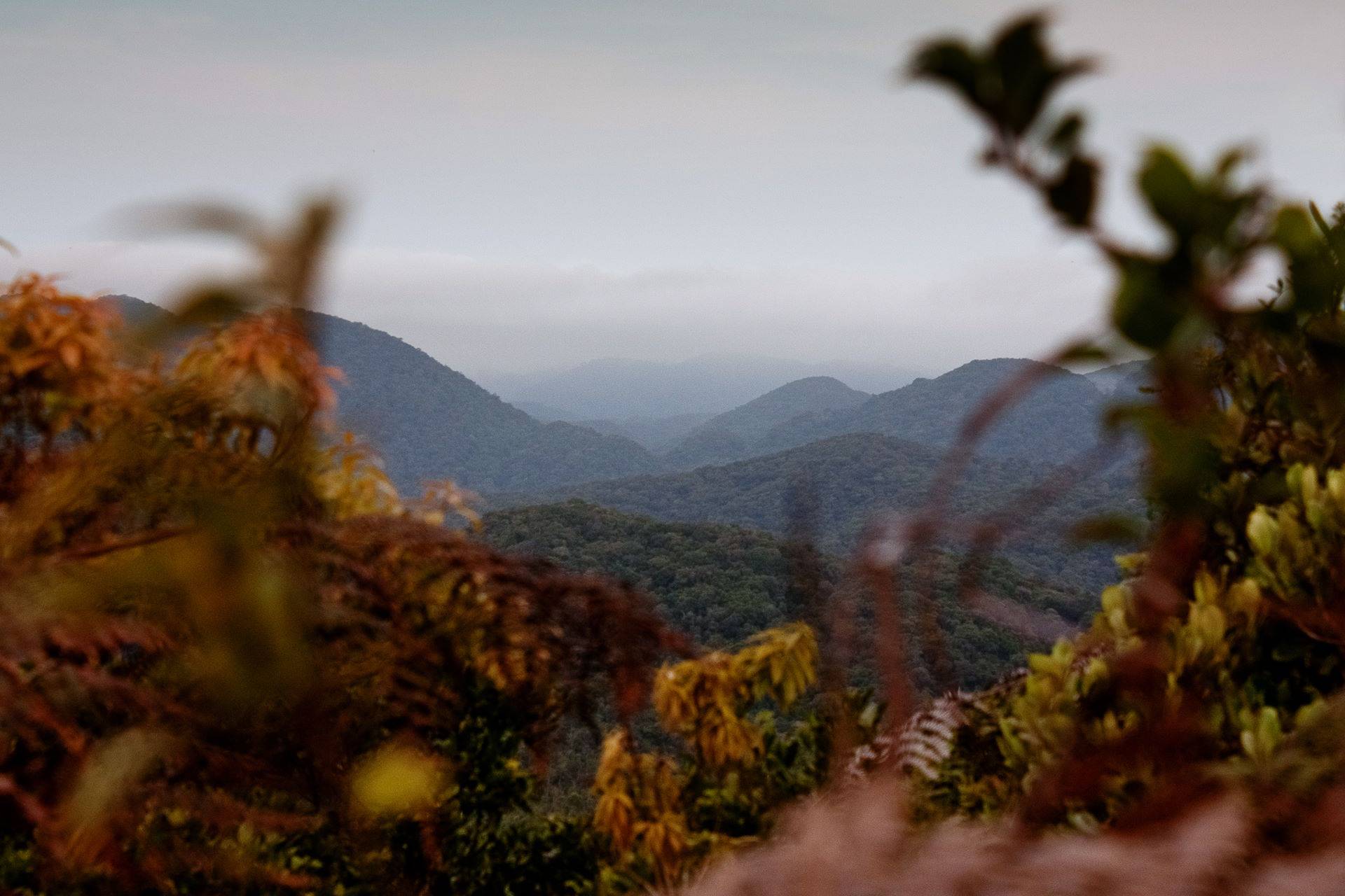 A gangorra climática das árvores da Mata Atlântica