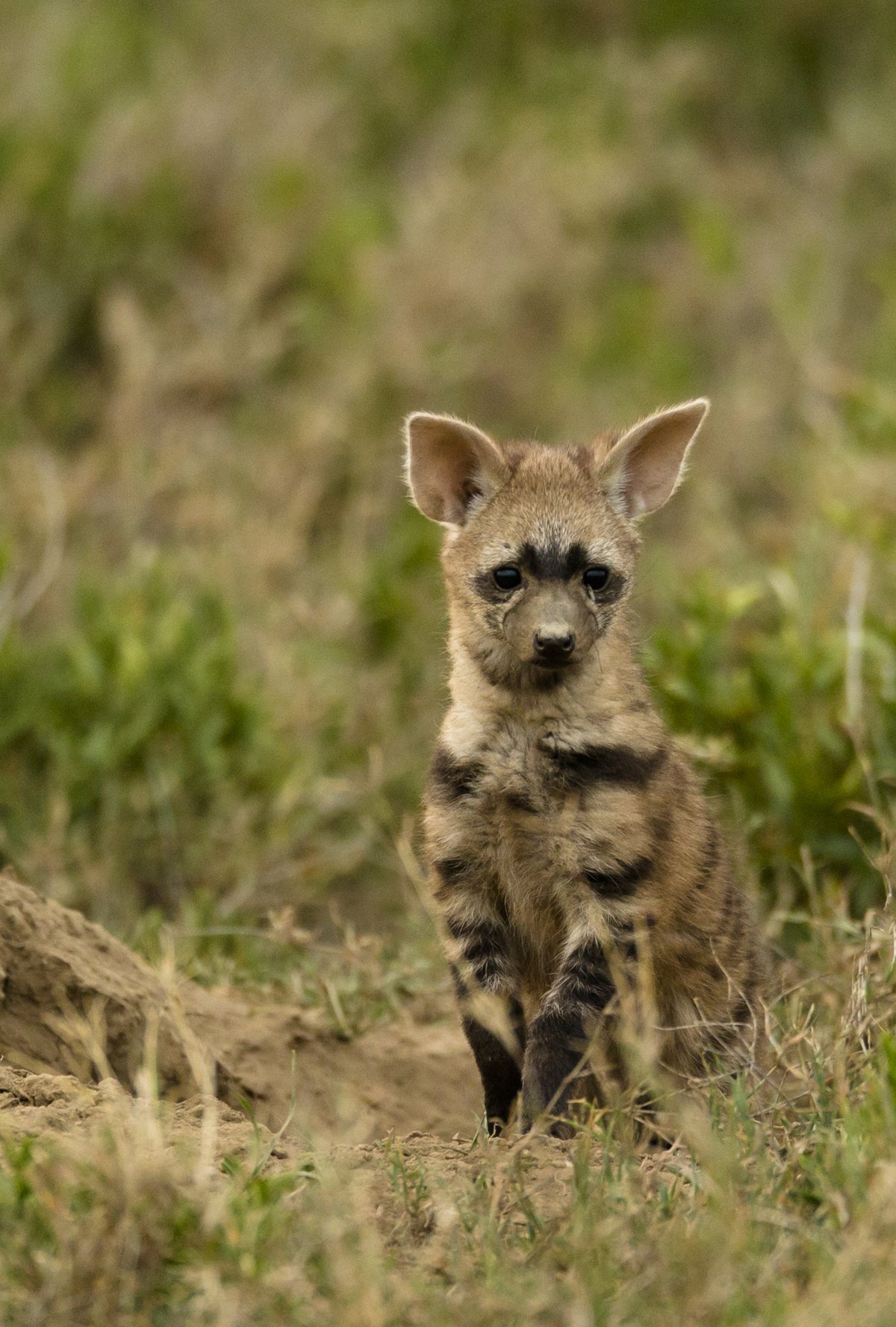 Aardwolf: conheça o lobo-da-terra e seu incrível apetite (ele come 300 mil cupins por noite!)