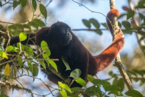 Agora é oficial: macaco dos Andes peruanos ganha lei de proteção no país