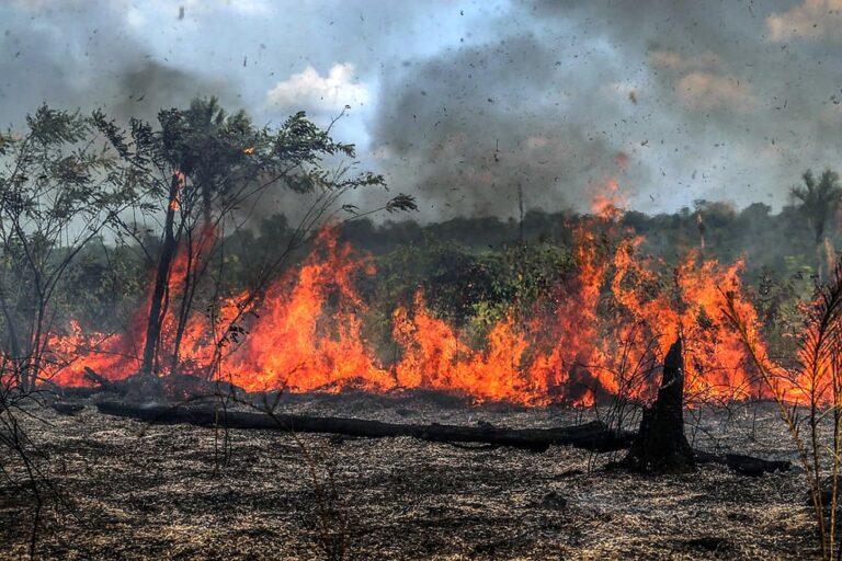 Amazônia registra maior área queimada do total atingido pelo fogo no país em 2024