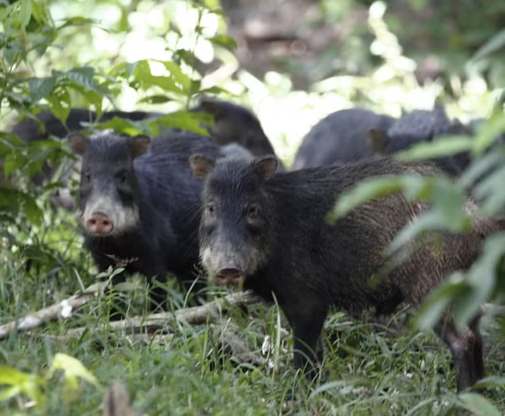 Animais silvestres amazônicos precisam andar em grupos; entenda o por quê