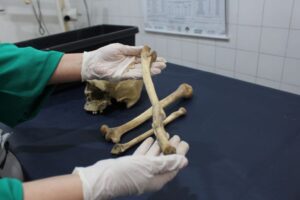 Antropologia forense é usada no Amazonas para identificar ossadas humanas