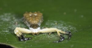 As aranhas que se disfarçam de cocô de pássaro para poder almoçar