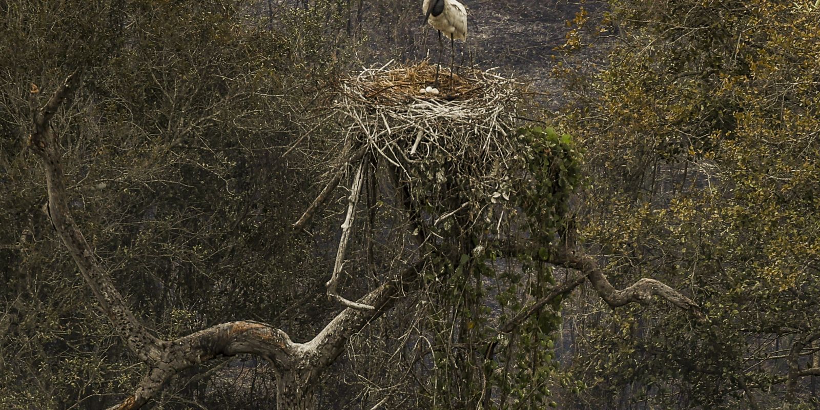 Biólogos minimizam sofrimento de fauna ameaçada pelo fogo no Pantanal