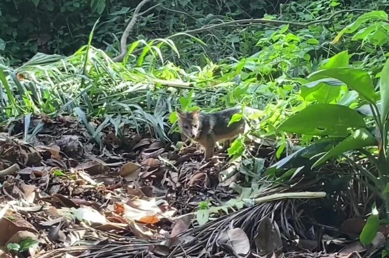 Cachorro-do-mato é filmado em plena luz do dia no Parque Nacional da Tijuca