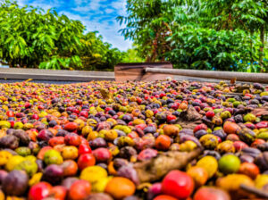 Cafeicultor de Cacoal melhora qualidade do café canéfora Robusta Amazônia com reflorestamento de APP