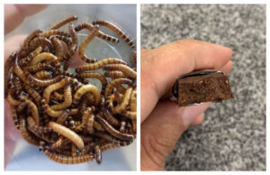 Chocolate de larvas? Conheça o ‘choconebrio’, produzido no Amapá 