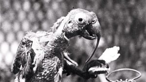 Cocky Bennett, a cacatua que viveu 120 anos!