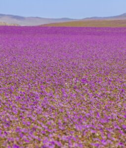 Deserto mais quente do mundo aparece roxo em fenômeno incrível